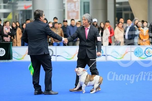 CKU赛事快报 | 2月4日深圳·FCI国际冠军展 BIS获奖犬只-6.jpeg