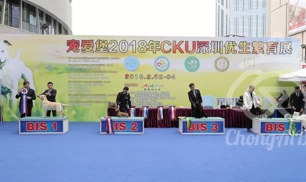 CKU赛事快报 | 2月4日深圳·FCI国际冠军展 BIS获奖犬只-7.jpeg
