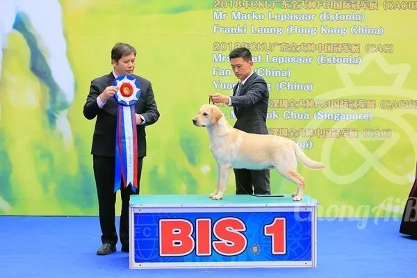 CKU赛事快报 | 2月4日深圳·FCI国际冠军展 BIS获奖犬只-8.jpeg