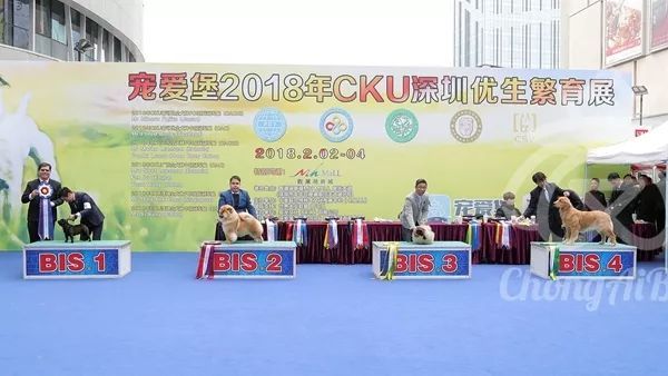 CKU赛事快报 | 2月4日深圳·FCI国际冠军展 BIS获奖犬只-12.jpeg
