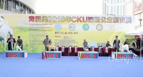 CKU赛事快报 | 2月4日深圳·FCI国际冠军展 BIS获奖犬只-17.jpeg