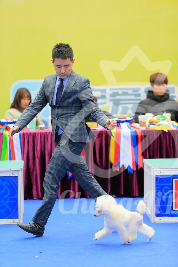 CKU赛事快报 | 2月4日深圳·FCI国际冠军展 BIS获奖犬只-18.jpeg