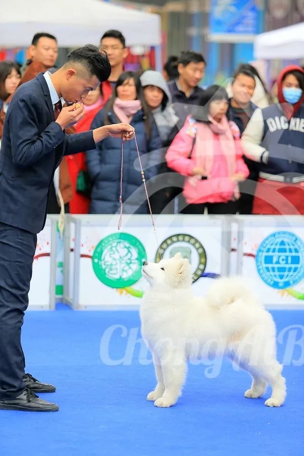 CKU赛事快报 | 2月4日深圳·FCI国际冠军展 BIS获奖犬只-21.jpeg