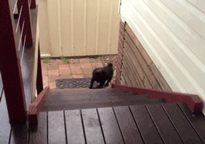 自从养了八哥，看别的狗都觉得丑……-5.gif