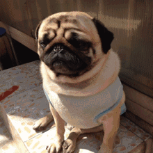 自从养了八哥，看别的狗都觉得丑……-9.gif