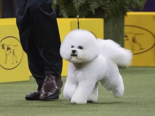 前台帅爆，后台萌炸 | 犬展可以这么好玩儿-3.jpeg