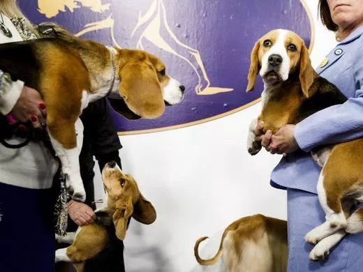 前台帅爆，后台萌炸 | 犬展可以这么好玩儿-26.jpeg