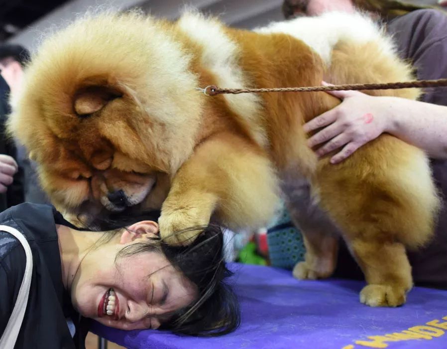 前台帅爆，后台萌炸 | 犬展可以这么好玩儿-25.jpeg
