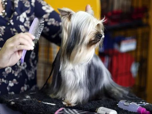 前台帅爆，后台萌炸 | 犬展可以这么好玩儿-28.jpeg
