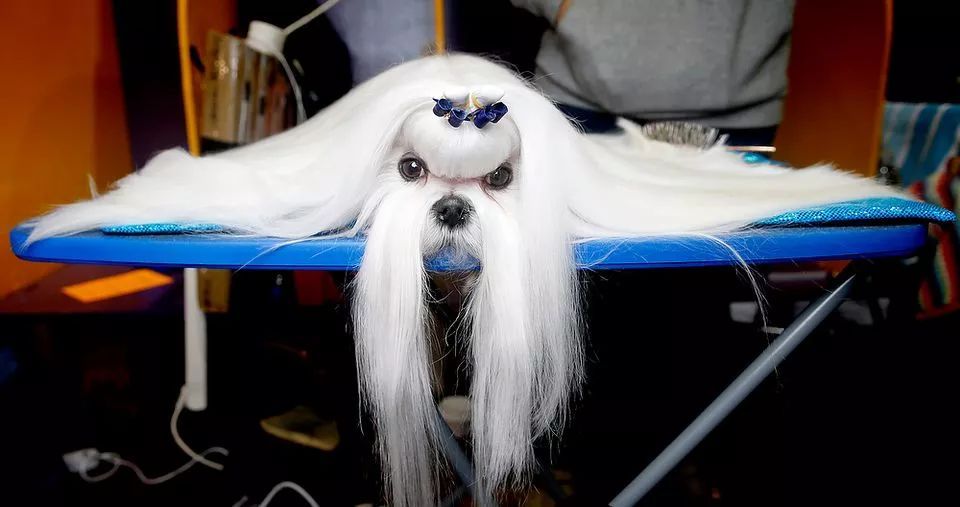 前台帅爆，后台萌炸 | 犬展可以这么好玩儿-34.jpeg