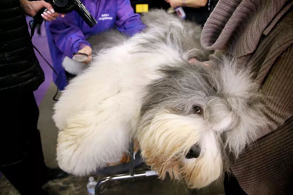 前台帅爆，后台萌炸 | 犬展可以这么好玩儿-36.jpeg