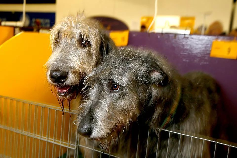 前台帅爆，后台萌炸 | 犬展可以这么好玩儿-41.jpeg