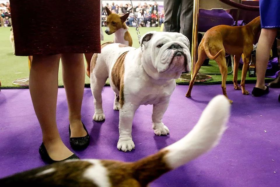 前台帅爆，后台萌炸 | 犬展可以这么好玩儿-40.jpeg