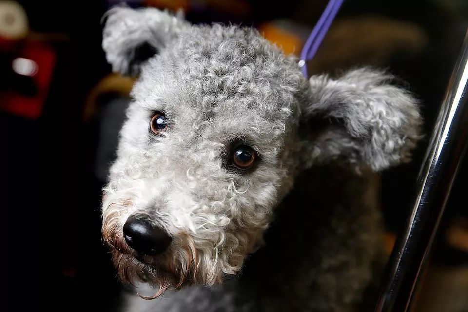前台帅爆，后台萌炸 | 犬展可以这么好玩儿-43.jpeg