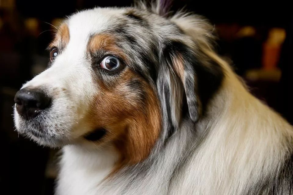前台帅爆，后台萌炸 | 犬展可以这么好玩儿-42.jpeg