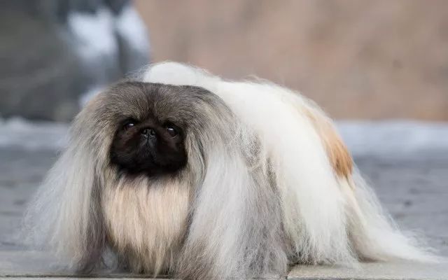 北京犬，随着历史车轮滚滚滚滚滚向前……-2.jpeg