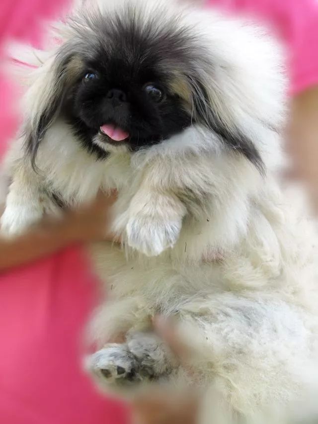 北京犬，随着历史车轮滚滚滚滚滚向前……-1.jpeg