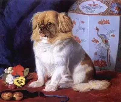 北京犬，随着历史车轮滚滚滚滚滚向前……-4.jpeg