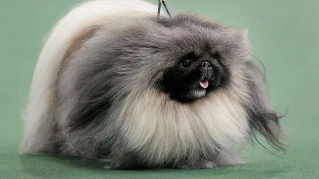 北京犬，随着历史车轮滚滚滚滚滚向前……-6.jpeg