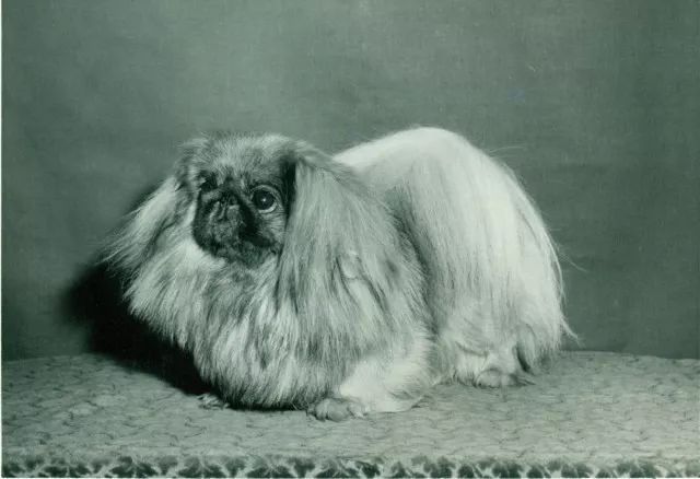北京犬，随着历史车轮滚滚滚滚滚向前……-3.jpeg