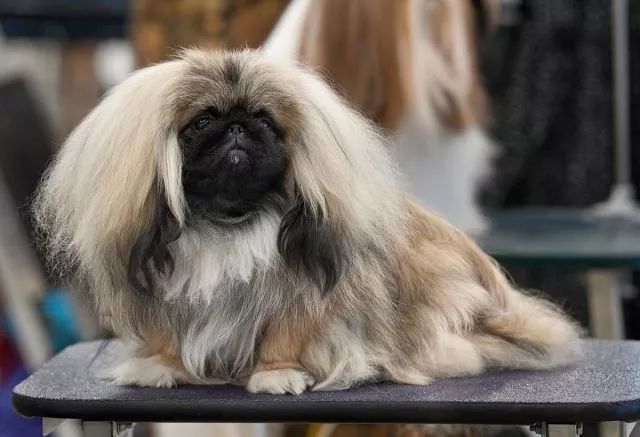 北京犬，随着历史车轮滚滚滚滚滚向前……-5.jpeg