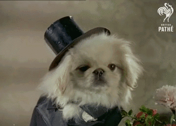 北京犬，随着历史车轮滚滚滚滚滚向前……-8.gif