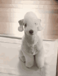 没见过这么不像狗的狗！贝灵顿你说你把羊咩咩怎么样了！-1.gif