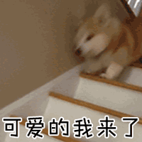 小柯基认错爹，哈哈哈哈哈哈哈哈-1.gif