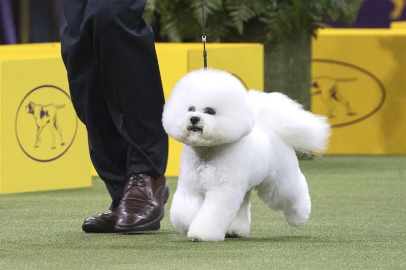 如何通过狗的运动看出结构好坏？-5.jpeg