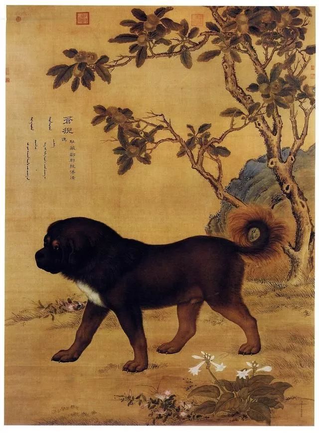 真正的藏獒，正在离我们远去。-4.jpeg