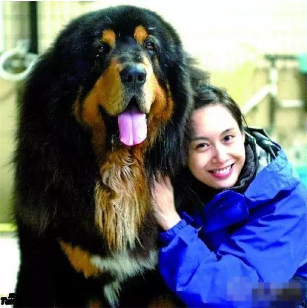 真正的藏獒，正在离我们远去。-7.jpeg