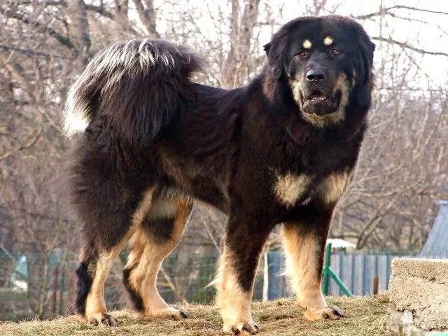 真正的藏獒，正在离我们远去。-5.jpeg