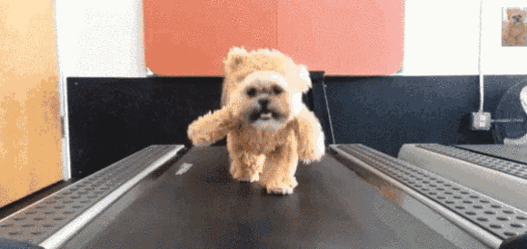 西施犬：你才长得像菊花！-2.gif
