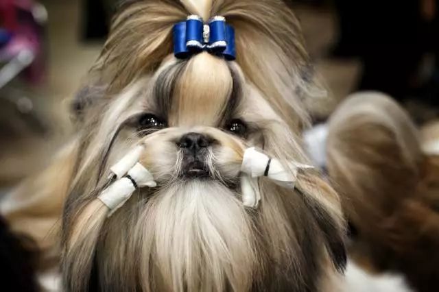 西施犬：你才长得像菊花！-4.jpeg