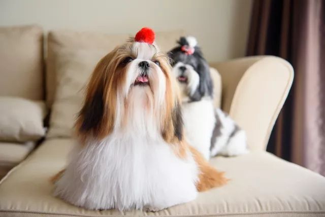 西施犬：你才长得像菊花！-6.jpeg