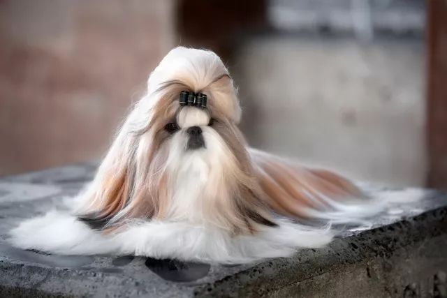 西施犬：你才长得像菊花！-3.jpeg