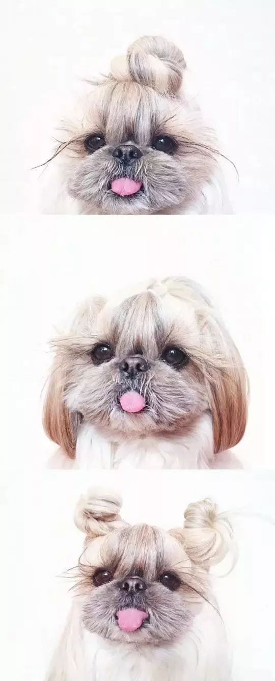 西施犬：你才长得像菊花！-8.jpeg