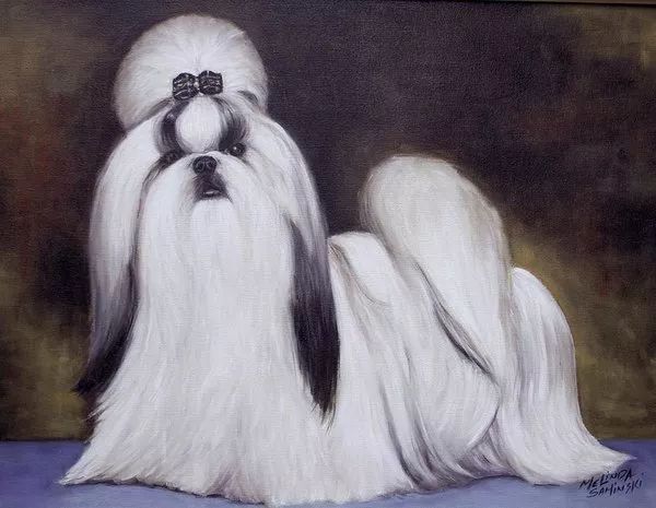 西施犬：你才长得像菊花！-7.jpeg