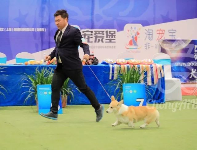 CKU赛事快报 | 3月2日潍坊FCI国际冠军展BIS获奖犬只-4.jpeg