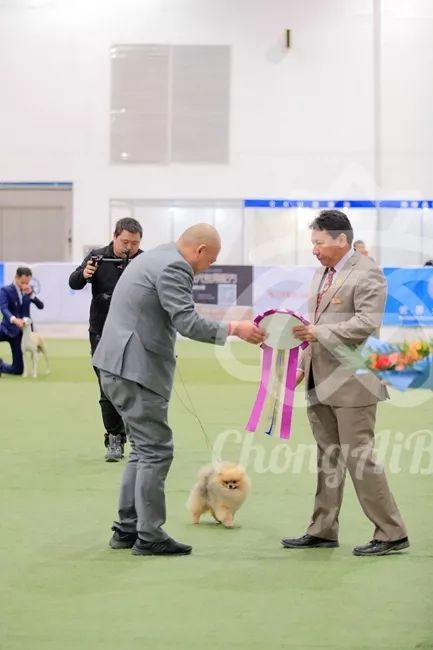 CKU赛事快报 | 3月2日潍坊FCI国际冠军展BIS获奖犬只-3.jpeg