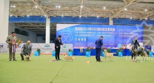 CKU赛事快报 | 3月2日潍坊FCI国际冠军展BIS获奖犬只-2.jpeg