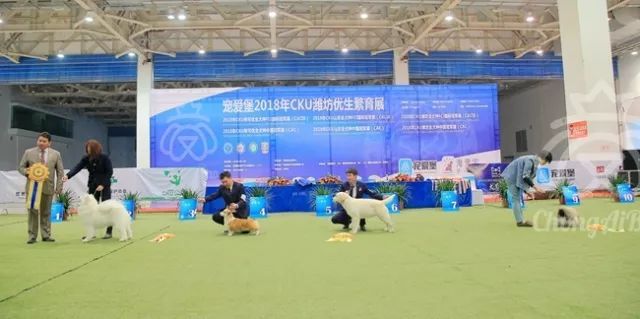 CKU赛事快报 | 3月2日潍坊FCI国际冠军展BIS获奖犬只-7.jpeg