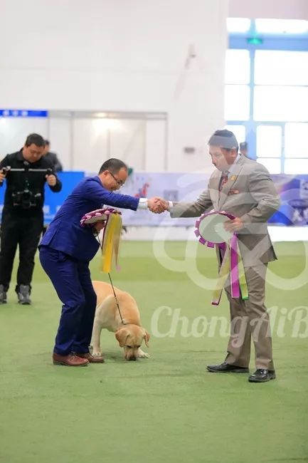 CKU赛事快报 | 3月2日潍坊FCI国际冠军展BIS获奖犬只-5.jpeg