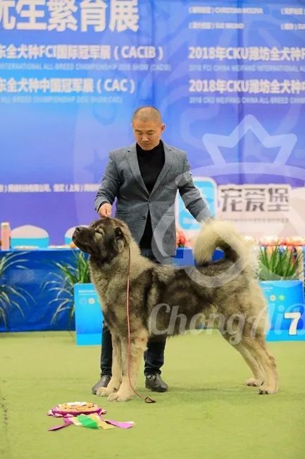 CKU赛事快报 | 3月2日潍坊FCI国际冠军展BIS获奖犬只-6.jpeg