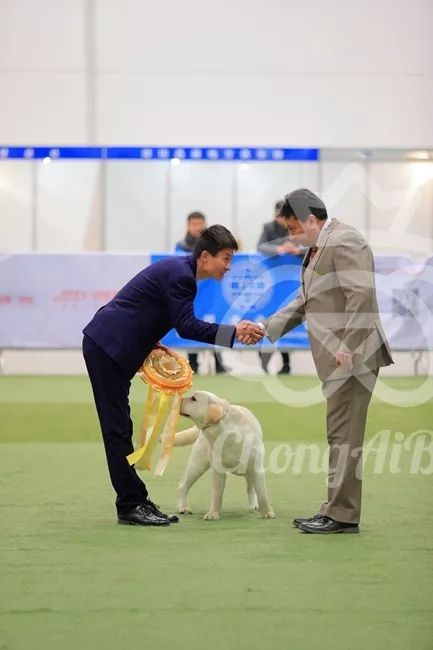 CKU赛事快报 | 3月2日潍坊FCI国际冠军展BIS获奖犬只-10.jpeg