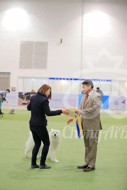 CKU赛事快报 | 3月2日潍坊FCI国际冠军展BIS获奖犬只-8.jpeg