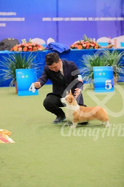 CKU赛事快报 | 3月2日潍坊FCI国际冠军展BIS获奖犬只-9.jpeg