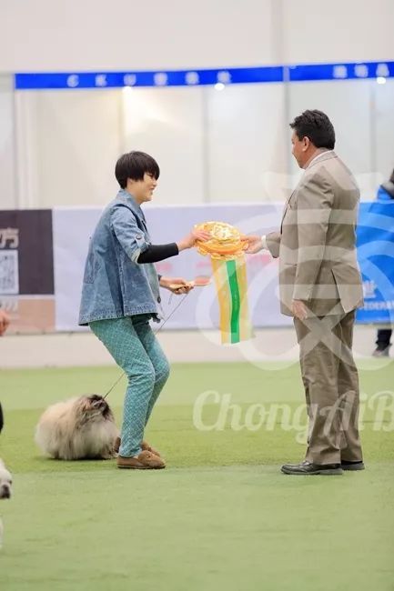 CKU赛事快报 | 3月2日潍坊FCI国际冠军展BIS获奖犬只-11.jpeg