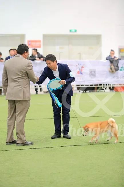 CKU赛事快报 | 3月2日潍坊FCI国际冠军展BIS获奖犬只-13.jpeg