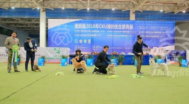CKU赛事快报 | 3月2日潍坊FCI国际冠军展BIS获奖犬只-17.jpeg
